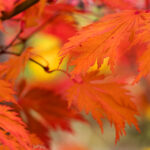 2025042期双色球开奖结果最新公布,大奖花落谁家? 65817mm4x