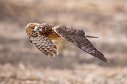 2025036期福彩开奖公告:最新中奖号码正式公布