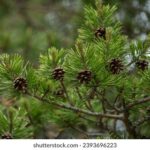 3d试机号近30期开奖号码与走势图专业分析 z5jpo